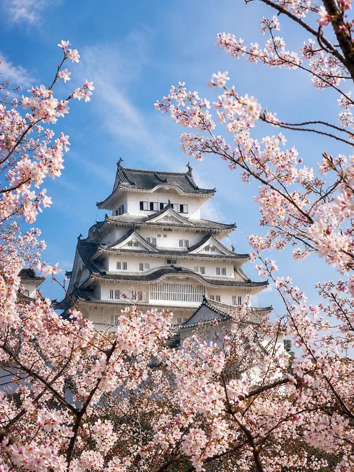 A loose photo print of Himeji Castle framed by cherry blossoms in bloom
