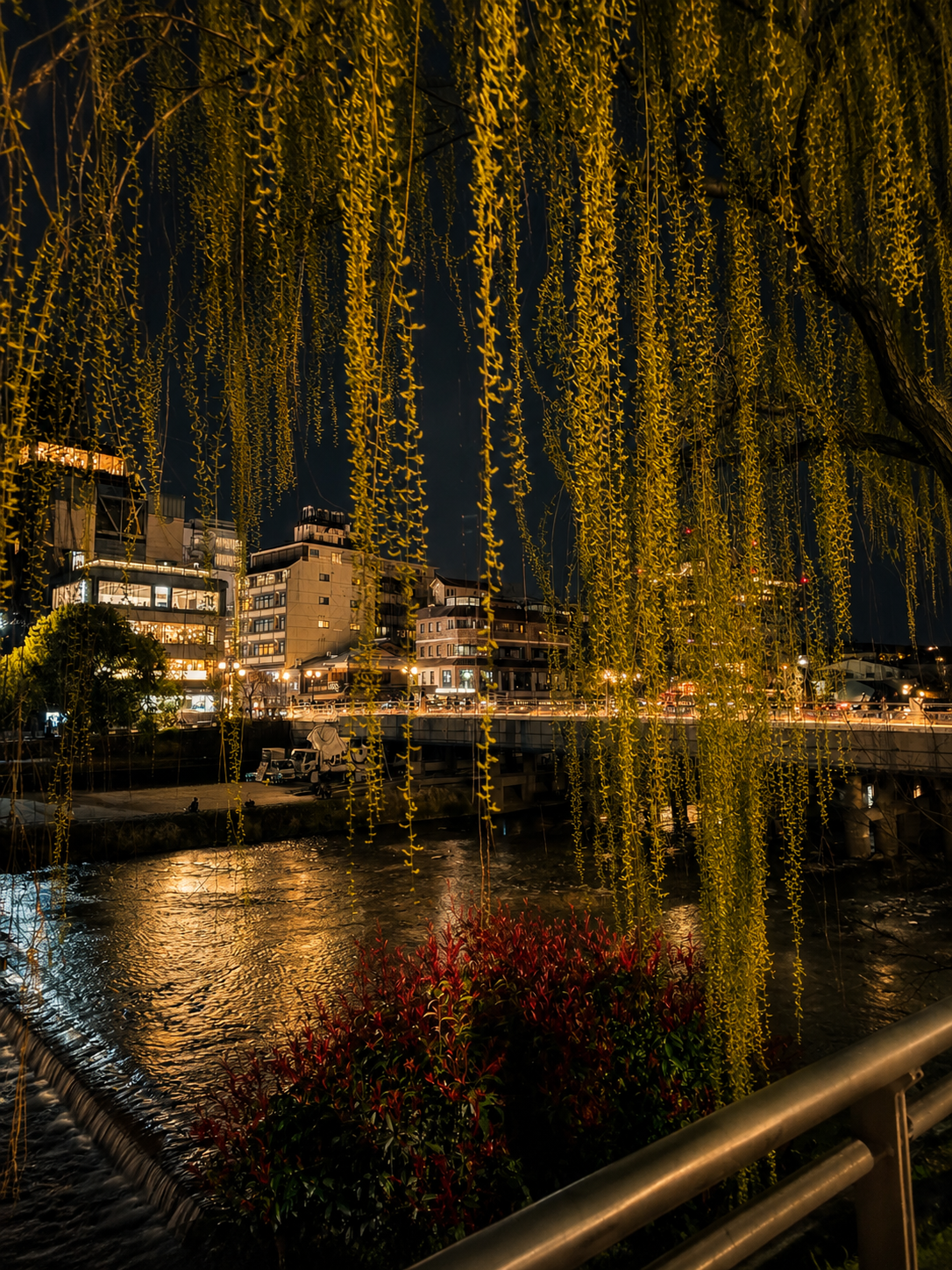 Weeping willow catkins over a night canal, lit buildings reflected in dark water